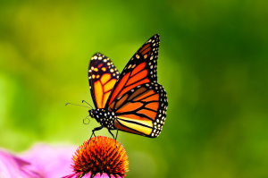 butterfly3